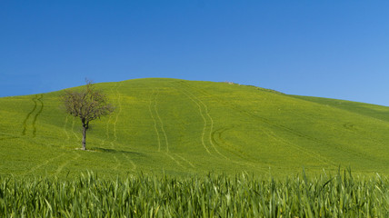 blu sky and green in Umbra, Toscana