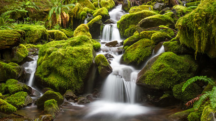 Green moss covered rocks along a stream on the way to Sol Duc falls in the rain forest of Olympic National park, Washington