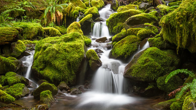 Fototapeta Green moss covered rocks along a stream on the way to Sol Duc falls in the rain forest of Olympic National park, Washington