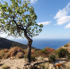 Fototapeta na wymiar Elba, widok na morze