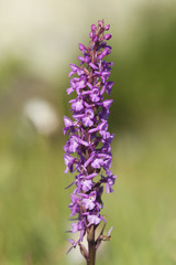 Obraz premium Early purple orchid, Orchis mascula