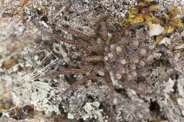 Female Wolf-spider, Trochosa with baby spiders on her back
