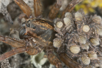 Female Wolf-spider, Trochosa with baby spiders on her back