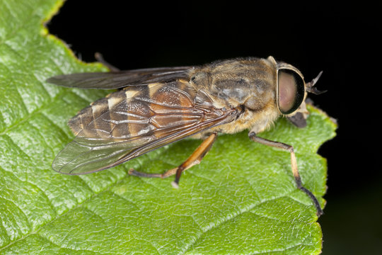 Tabanus horsefly on leaf, macro photo