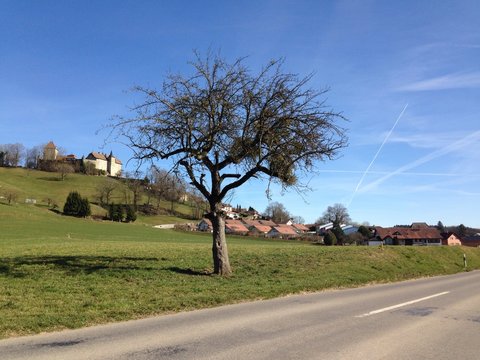 Oron