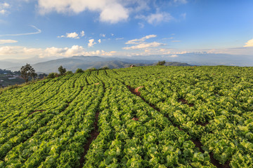 Lettuce Field