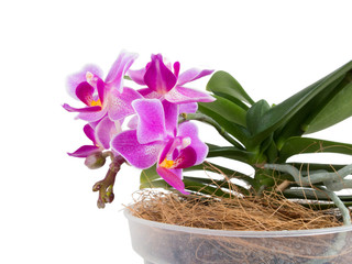Little phalaenopsis