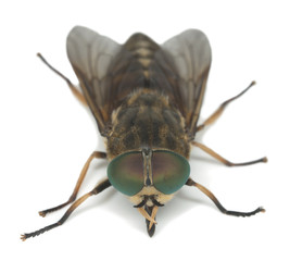 Tabanus horsefly, macro photo