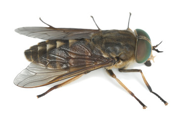 Tabanus horsefly, macro photo