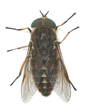 Tabanus horsefly, macro photo