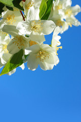 Beautiful jasmine blossom