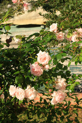 Obraz na płótnie Canvas Beautiful, pink, climbing rose
