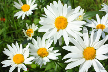 Summer meadow of daisies