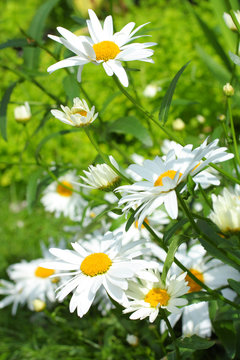 Summer meadow of daisies