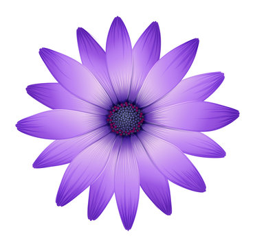 A fresh purple flower