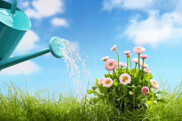 watering flowers © Lily