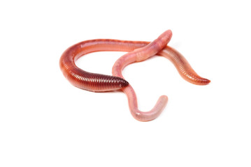 two animal earth worm isolated on white background