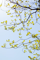 Fresh leaves and branches of dogwood and sunlight