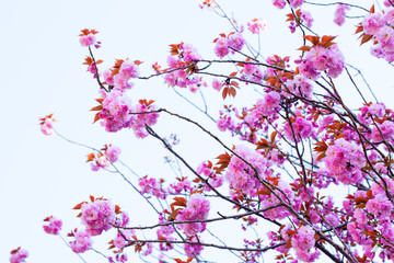 Fototapeta premium Close up of blooming double cherry blossom and blue sky