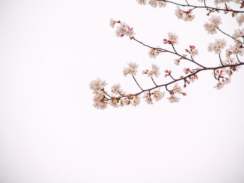 Yoshino cherry tree in full bloom in the sky back