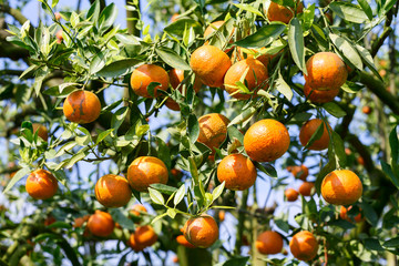 fresh orange on plant, orange tree