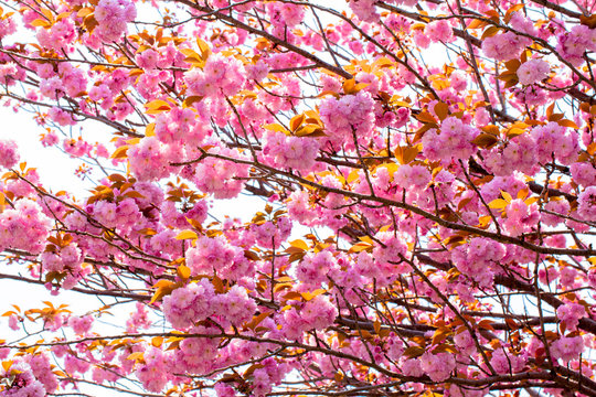 Fototapeta Blooming double cherry blossom