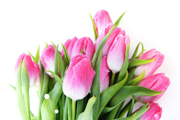 pink tulips