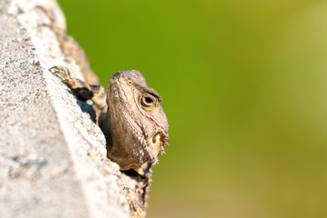 Hiding lizard