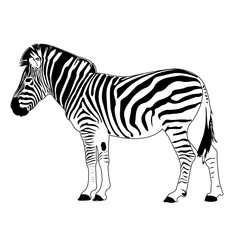 Obraz na płótnie Canvas zebra vector