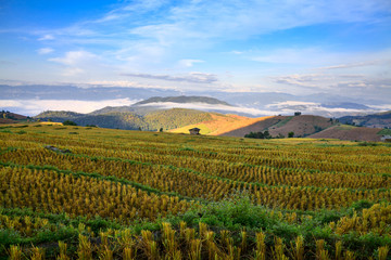 Fototapeta premium Green Terraced Rice Field in Chiangmai, Thailand