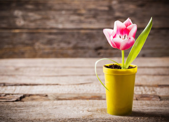 pink tulip  in pot on wooden background
