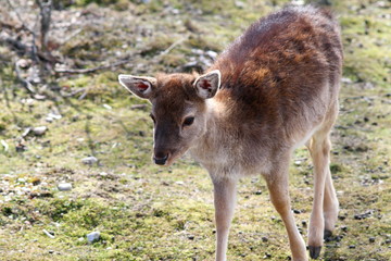 fallow deer calf