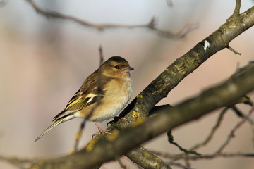 female fringilla coelebs in the garden