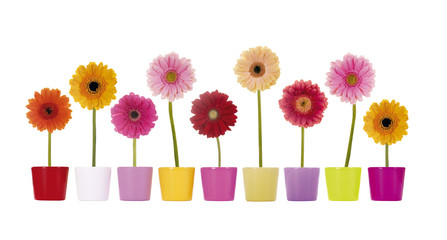Bunte Gerbera Blumen in Übertöpfen