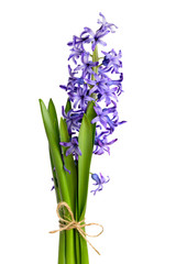 Hyacinth flower isolated on white background