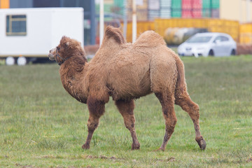 Two-humped camel