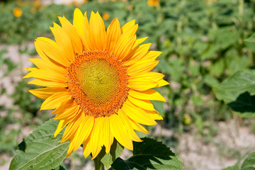 Sunflower