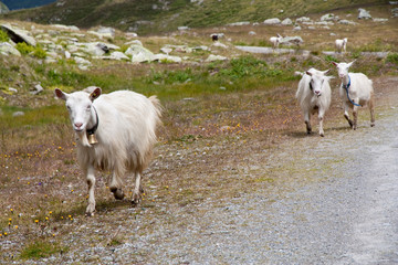 Mountain Goats
