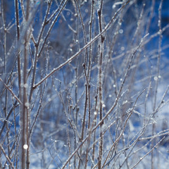 dead plants in hoarfrost