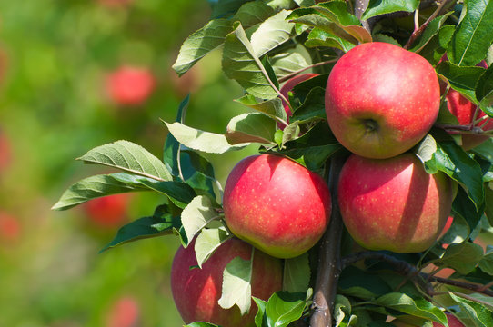 Rote Äpfel am Baum, Apfelbaum, Obstanbau, Plantage