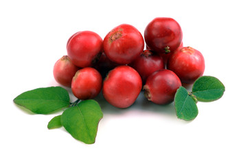 ripe red cranberries