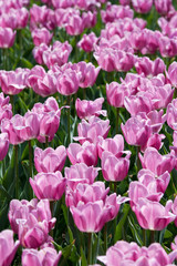 Obraz premium Tulip Field