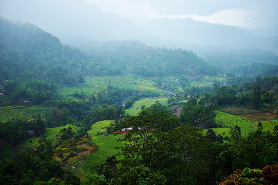 green tee terrasses in the highland from Sri Lanka in fog
