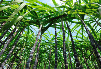 sugarcane crops in growth in field