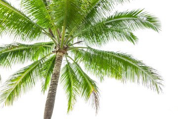 Fototapeta na wymiar Under coconut tree on the white background
