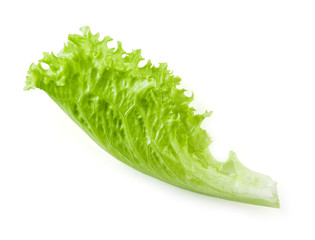 Lettuce. Salad leaf isolated on white background