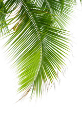 Obraz premium Leaves of palm tree isolated on white background