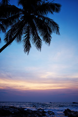 blue sunset and palm . Sri Lanka beach