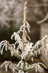 Frosty plant