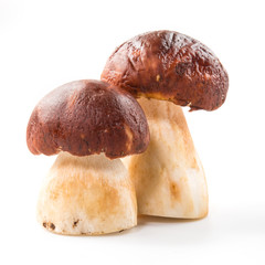 Two porcini mushroom. Cep on white background